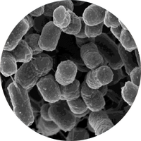 Biofermento de halomonas