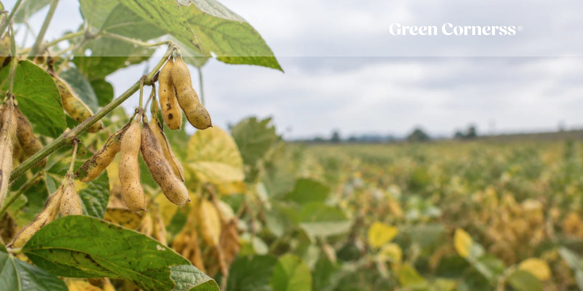 Aceite de soja: propiedades y beneficios para la piel