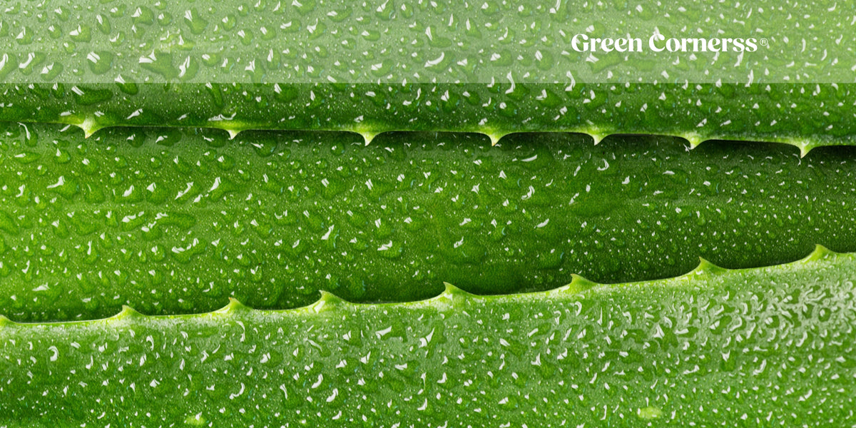 Aloe Vera: Para qué sirve, propiedades y beneficios