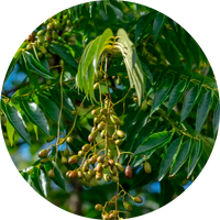 Cedro