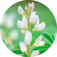 Collageneer