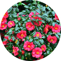 Camelia japónica