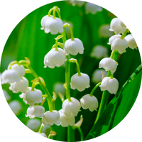 Muguet